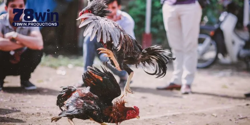 Đá Gà C1 C2 C3 C4 - Cẩm Nang Toàn Diện Cho Người Mới Bắt Đầu 5 Khái quát nhanh về các giải đá gà c1 c2 c3 c4